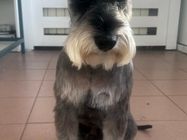 Magare Vet Pet salon za kućne ljubimce