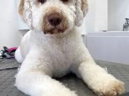 Magare Vet Pet salon za kućne ljubimce