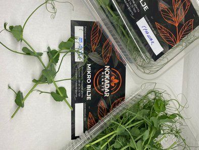 Mikro bilje Nokadar Plants