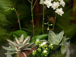 Rustic Garden cvećara