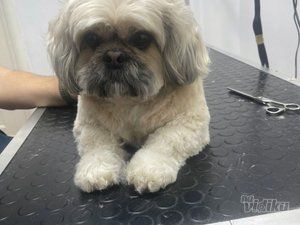 BaneVet veterinarska ambulanta i grooming salon