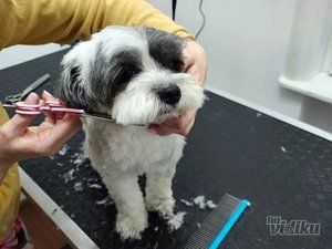 BaneVet veterinarska ambulanta i grooming salon