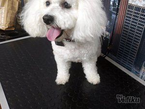 BaneVet veterinarska ambulanta i grooming salon