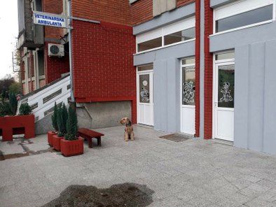 Krstić veterinarska ambulanta