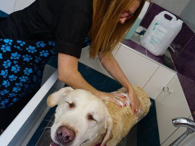 ShowGroom salon za kućne ljubimce