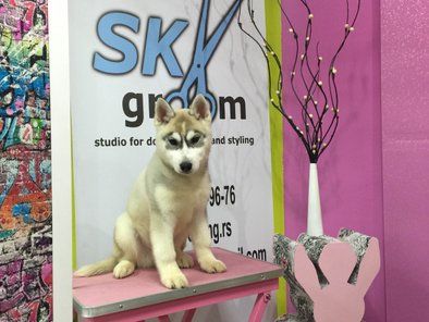 SKYgroom