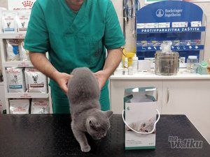 Beli Očnjak Vet veterinar