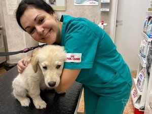 Beli Očnjak Vet veterinar