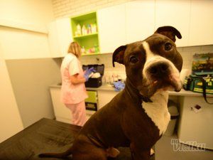 veterinarska-ambulanta-pet-friend-251f64-7a98e4e4-1.jpg