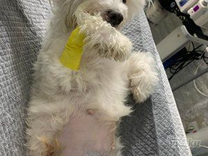 Vet Princess veterinarska mini klinika