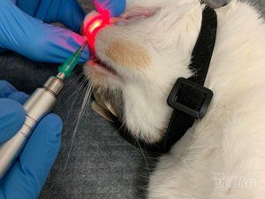 Vet Princess veterinarska mini klinika