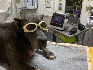 Vet Princess veterinarska mini klinika