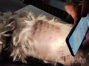 Veterinarska ambulanta Pas, mačka i ...