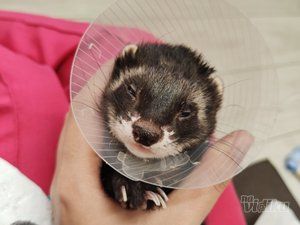 Veterinarska ambulanta Pas, mačka i ...