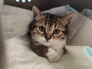 Veterinarska ambulanta Pas, mačka i ...