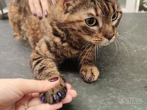 Veterinarska ambulanta Pas, mačka i ...