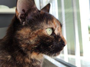 Veterinarska ambulanta Pas, mačka i ...