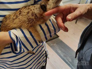 Veterinarska ambulanta Pas, mačka i ...