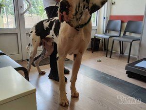 Veterinarska ambulanta Pas, mačka i ...