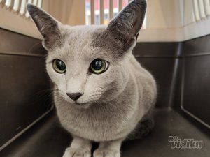 Veterinarska ambulanta Pas, mačka i ...