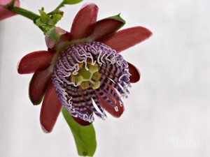 passiflora-uredjenje-zelenih-povrsina-07d4ac-26.jpg