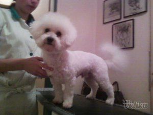 Šišanje pasa Čupko