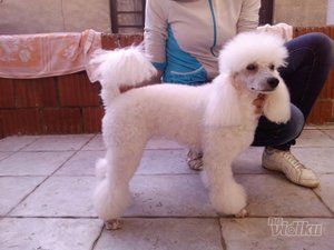 Šišanje pasa Čupko