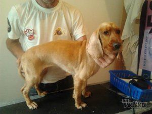 Šišanje pasa Čupko