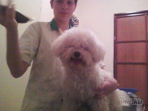 Šišanje pasa Čupko