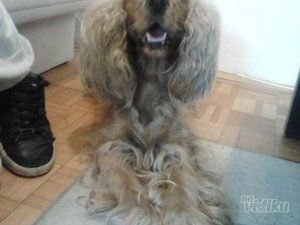 Šišanje pasa Čupko