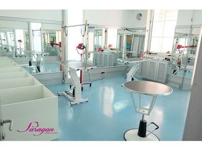Paragon grooming studio