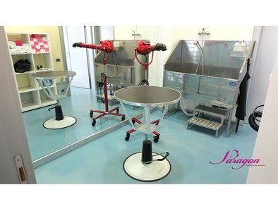 Paragon grooming studio