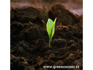 green-corner-sadnice-i-prateca-oprema-d0a516-10.jpg