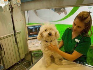 veterinarska-ambulanta-my-vet-plus-1da07c-5.jpg