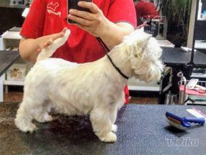Grooming Star
