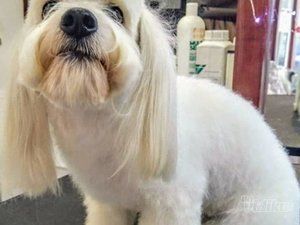 Grooming Star