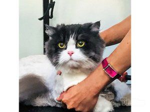 Grooming Star