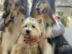 Grooming Star