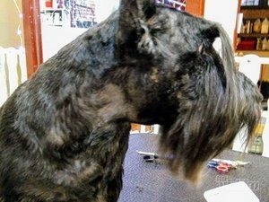 Grooming Star