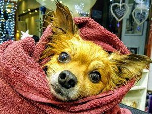 Grooming Star