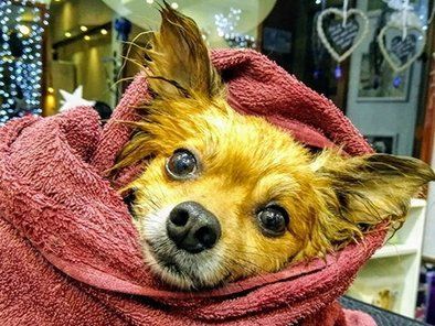 Grooming Star