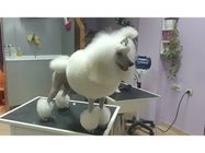 dogue-grooming-761b40.jpg