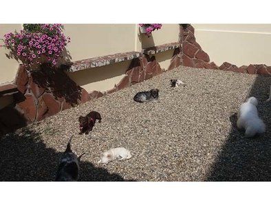 Golden Pets hotel za pse