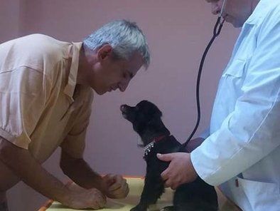 Golden Pets hotel za pse
