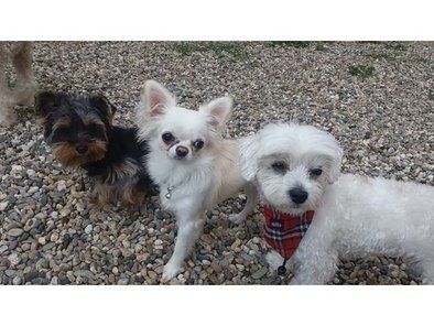 Golden Pets hotel za pse