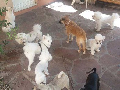 Golden Pets hotel za pse