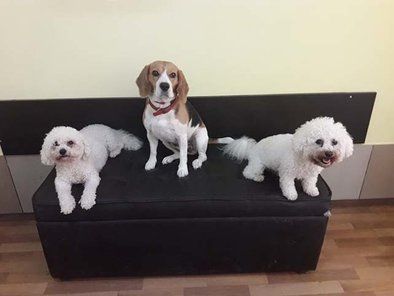 Golden Pets hotel za pse