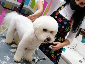 doggy-style-grooming-9ed642-1.jpg