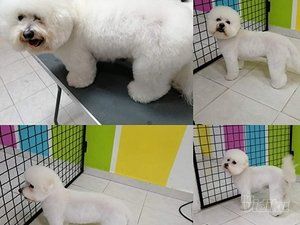 doggy-style-grooming-9ed642-7.jpg