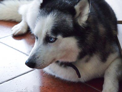 Aska